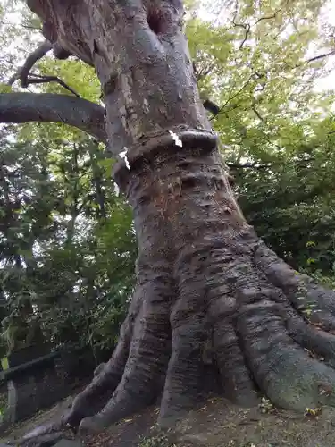 愛宕神社の自然