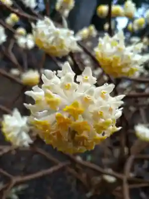 豪徳寺(東京都)
