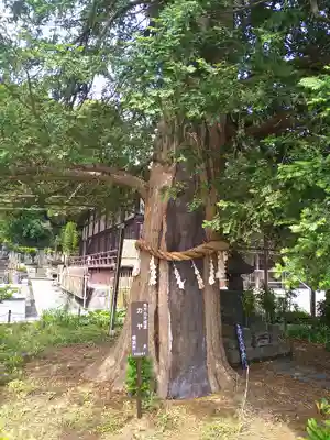 上行寺の自然