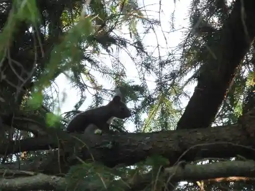 留辺蘂神社の動物