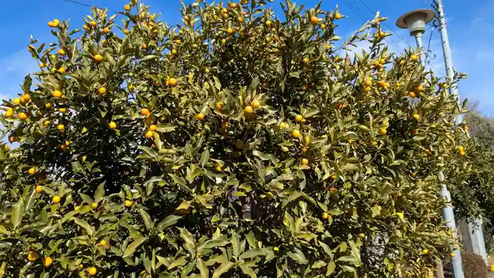 尾曳稲荷神社の自然