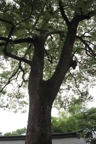 武蔵一宮氷川神社の自然
