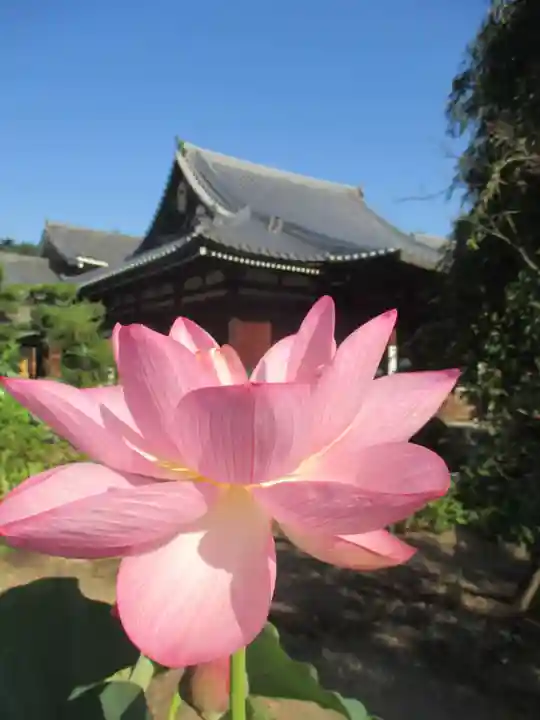 法金剛院の自然