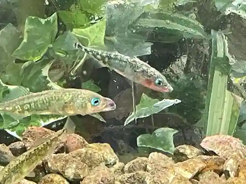 醒井延命地蔵尊(滋賀県)