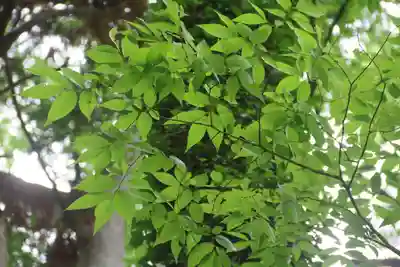 阿久津「田村神社」（郡山市阿久津町）旧社名：伊豆箱根三嶋三社の自然