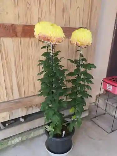 浄土宗善立寺の自然