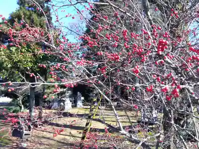 大宮神社(福井県)
