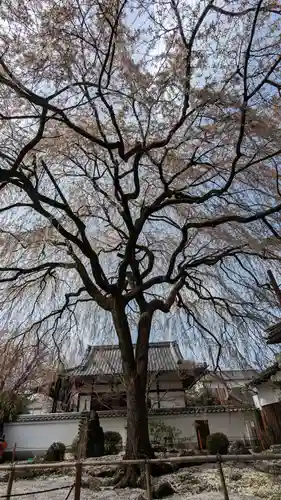 本満寺（本願満足寺）の自然