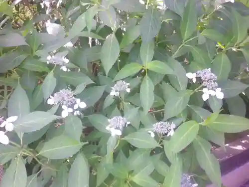 浄光明寺の自然