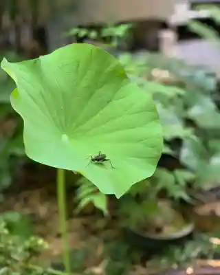 遠照山 光明寺（尼崎大仏）(兵庫県)