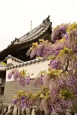 長泉寺(埼玉県)