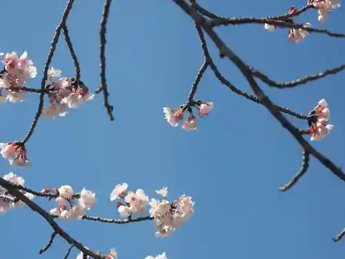 鶴岡八幡宮の自然