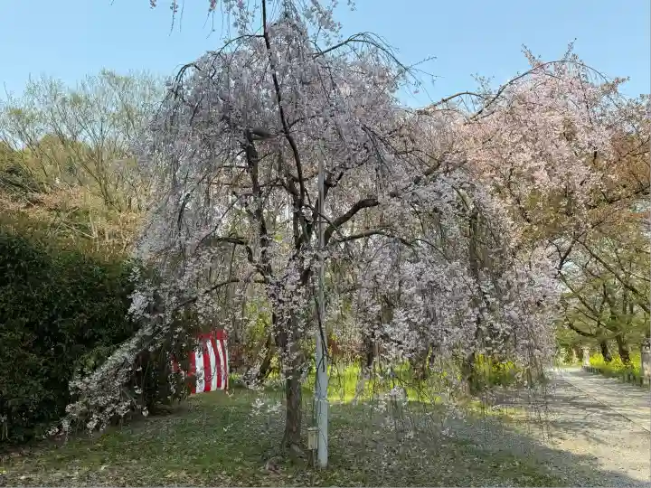 平野神社(京都府)