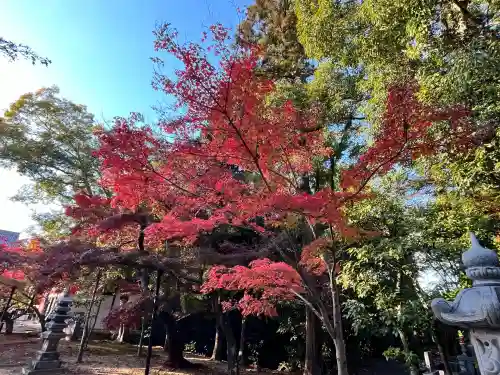 光明寺（粟生光明寺）(京都府)
