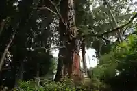 阿久津「田村神社」(郡山市阿久津町)旧社名:伊豆箱根三嶋三社の自然