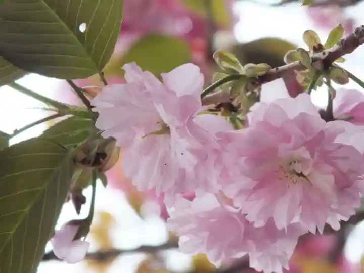立志神社の自然