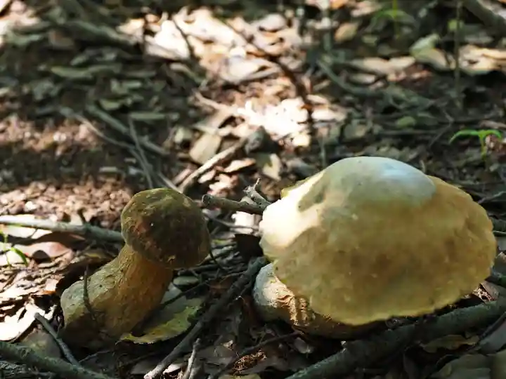 石清尾八幡宮の自然