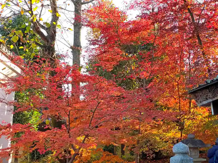 北野天満宮の自然