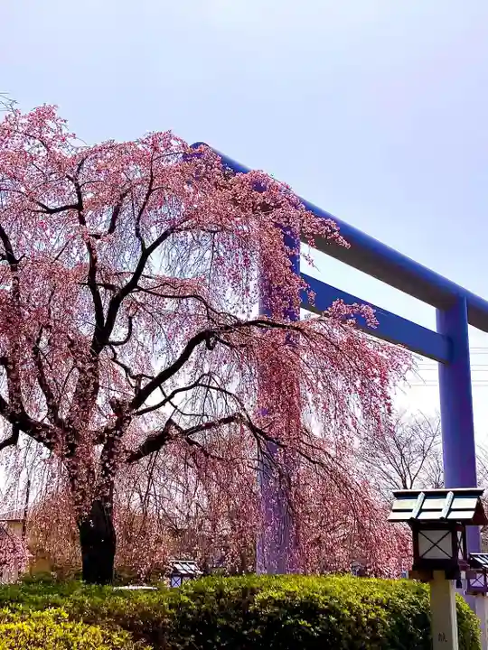 櫻木神社(千葉県)