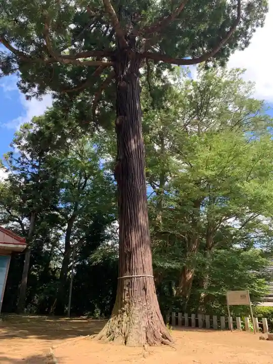 大須賀大神(千葉県)