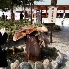 櫻木神社の手水