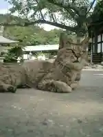 光明寺の動物