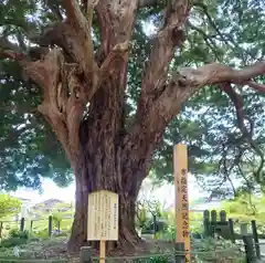 安養院　(田代寺）(神奈川県)