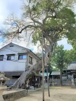 皇大神社の自然