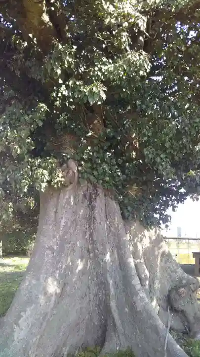 猿田彦大神の自然