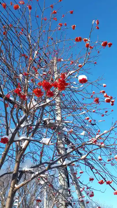 新琴似神社の自然