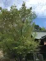 河内阿蘇神社の自然