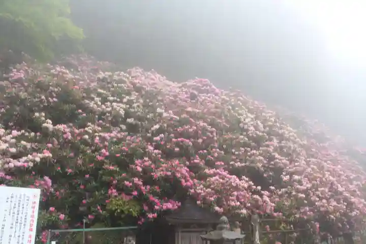 横峰寺の自然