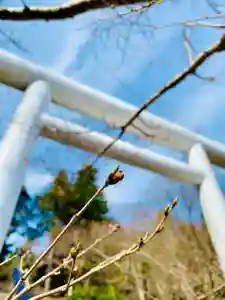 土津神社|こどもと出世の神さまの鳥居(2021年04月02日(金) 15時47分10秒投稿)