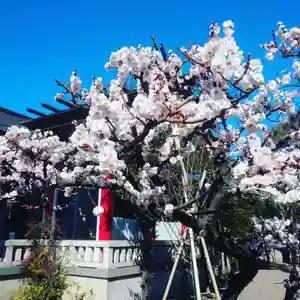 元郷氷川神社の自然(2021年02月24日(水) 11時44分18秒投稿)