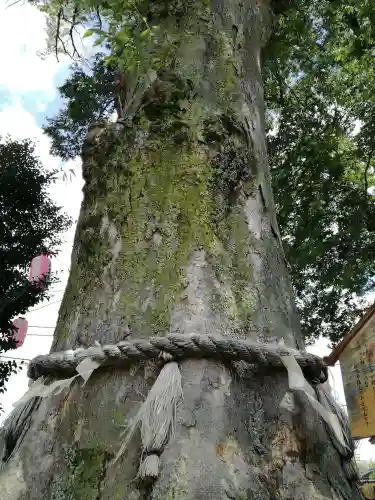 守谷総鎮守 八坂神社の自然