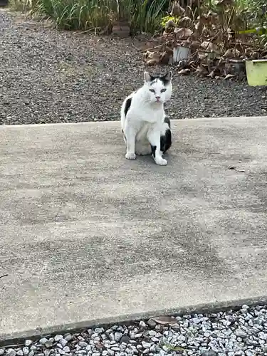 一心寺・一心禅寺の動物