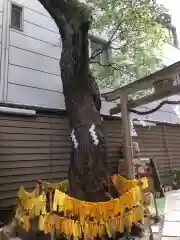 少彦名神社のおみくじ