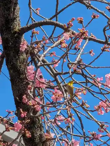 三嶋大社(静岡県)