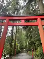 箱根神社の鳥居