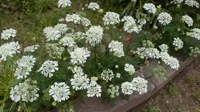 天下茶屋公園 御神木(大阪府)