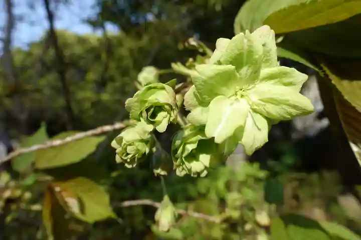 大報恩寺(千本釈迦堂)の自然
