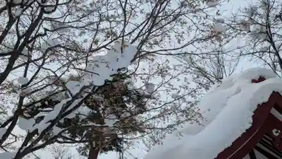 六號神社(鷹栖神社)の自然