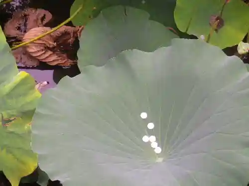 鶴岡八幡宮の自然