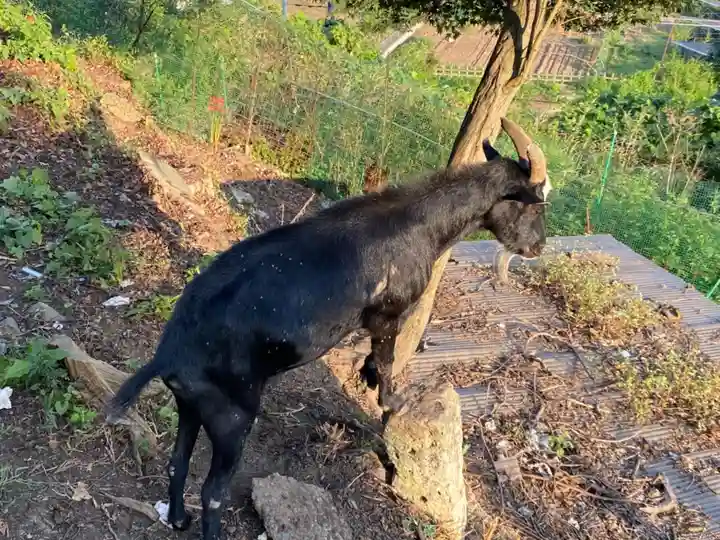 賀茂別雷神社の動物
