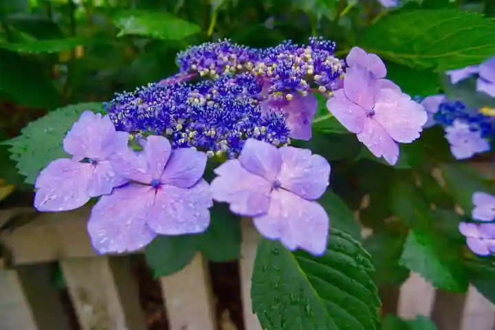 靜岡縣護國神社の自然