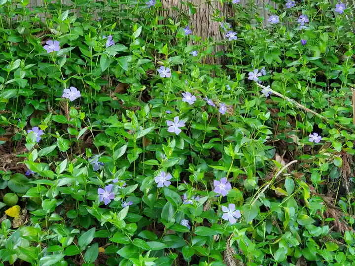 天が岡若宮神社の自然