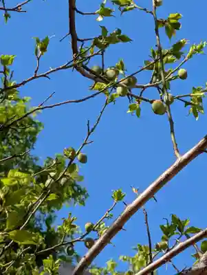 白幡八幡神社(神奈川県)