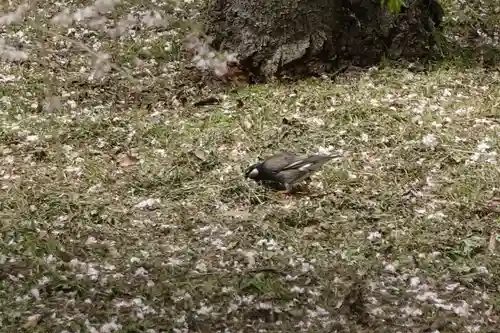 半木神社（賀茂別雷神社境外末社）(京都府)