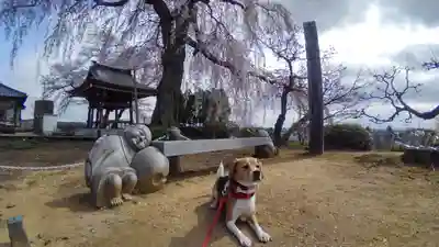 昌建寺の動物