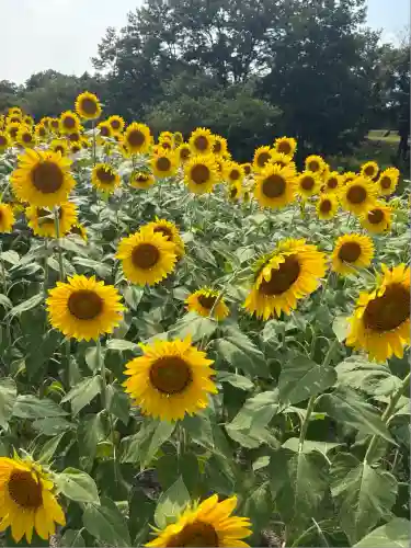 大水上神社(香川県)
